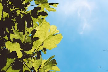 Green Leafed Plant