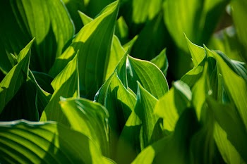 Green Leafed Plant