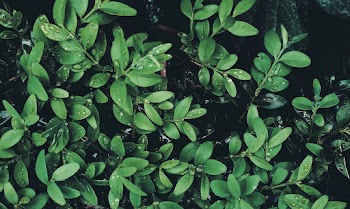 Green Leafed Plant