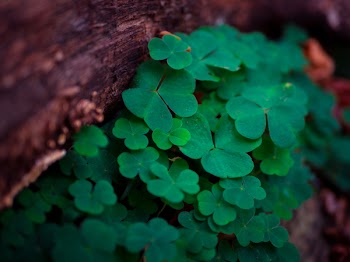 Green Leafed Plant
