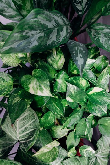 Green-Leafed Plant
