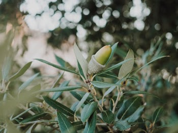 Green-leafed Plant