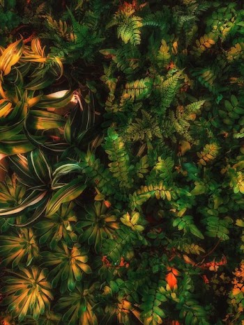 green leafed plant