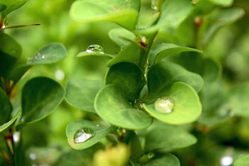 Green Leafed Plant