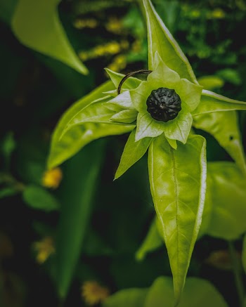 Green-leafed Plant