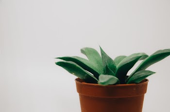 Green-leafed Plant