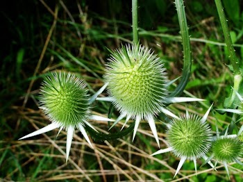Green Leafed Plant
