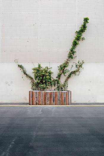 green leafed plant