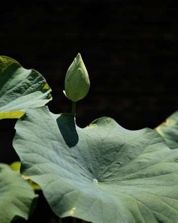 green-leafed plant