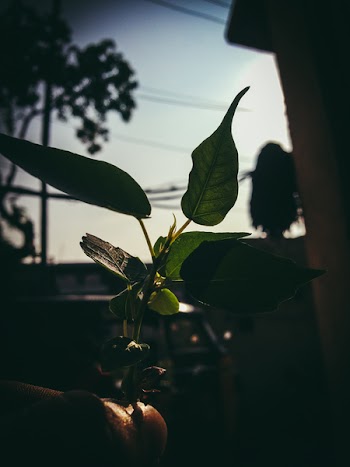 Green Leafed Plant