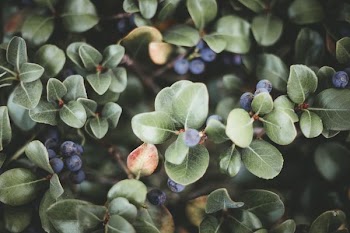 green leafed plant