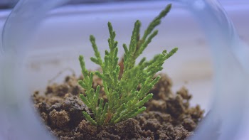 Green Leafed Plant