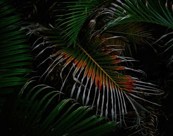 green leafed plant