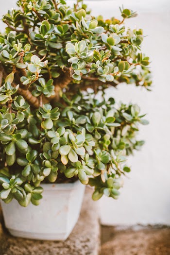 Green Leafed Plant