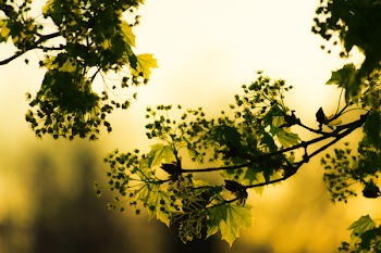 Green Leafed Plant