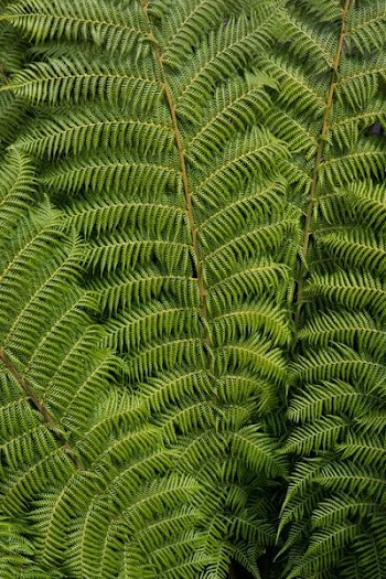 green leafed plant