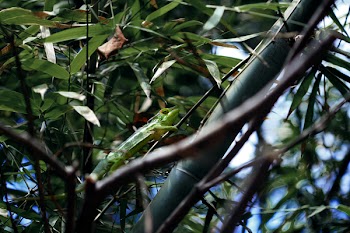 Green Leafed Plant