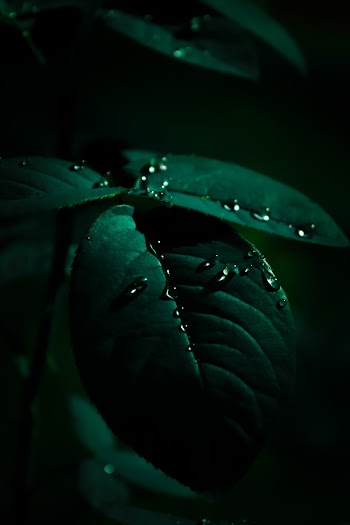 Green Leafed Plant