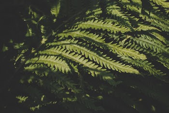 Green Leafed Plant
