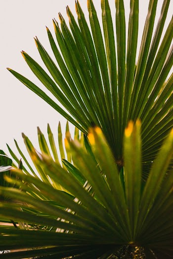 Green Leafed Plant