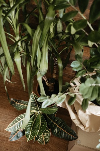 Green-leafed Plant