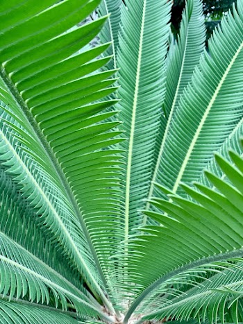 Green-leafed Plant