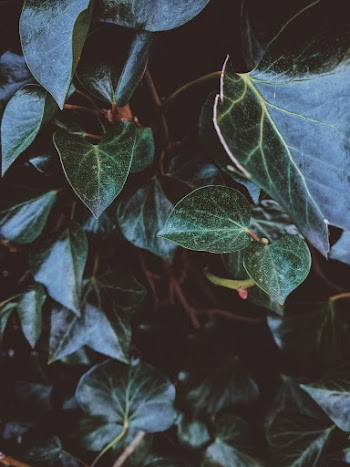 Green Leafed Plant