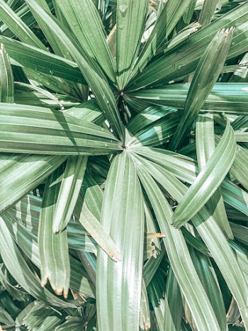 Green Leafed Plant