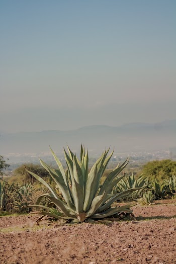 Green-leafed Plant