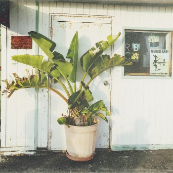 Green Leafed Plant