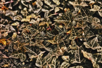 Green Leafed Plant