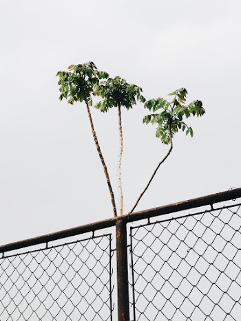 Green-leafed Plant