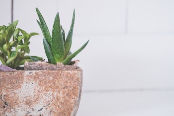 Green Leafed Plant
