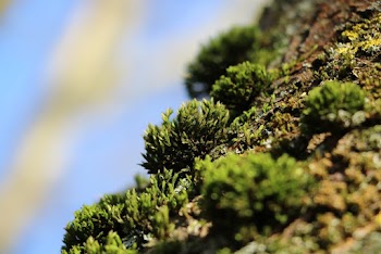 Green-leafed Plant