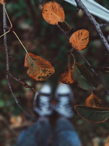 Green-leafed Plant