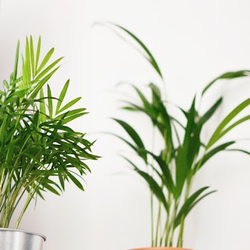 Green Leafed Plant