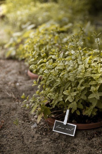 Green Leafed Plant