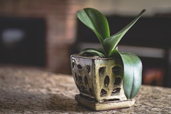 Green-leafed Plant