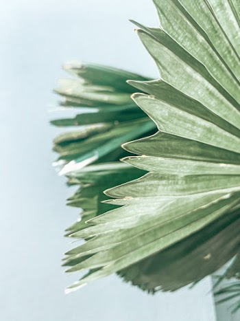 Green-leafed Plant