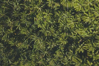 Green Leafed Plant