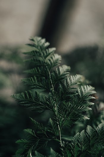 Green-leafed Plant