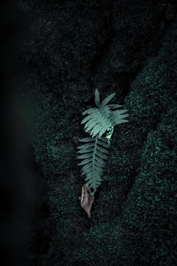 Green-leafed Plant