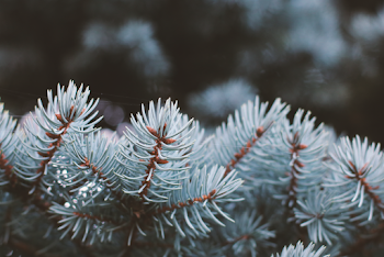 Green-leafed Plant