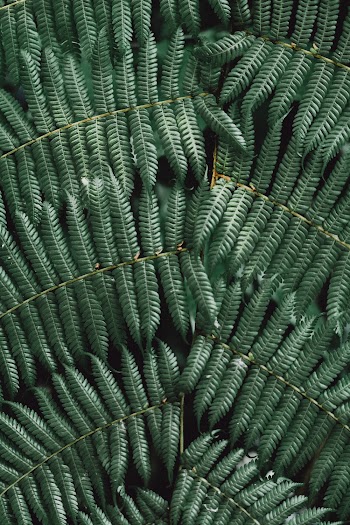 Green-leafed Plant