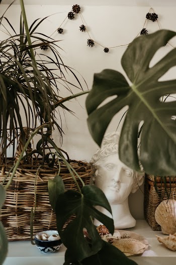 Green-leafed Plant