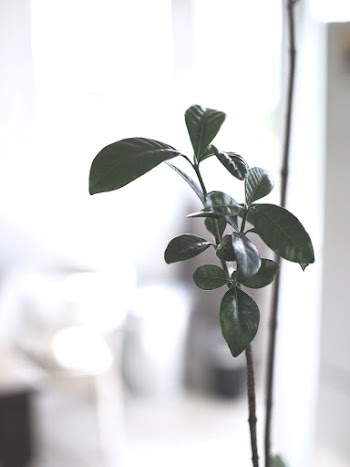 Green Leafed Plant