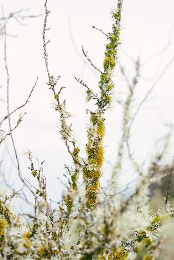 Green-leafed Plant