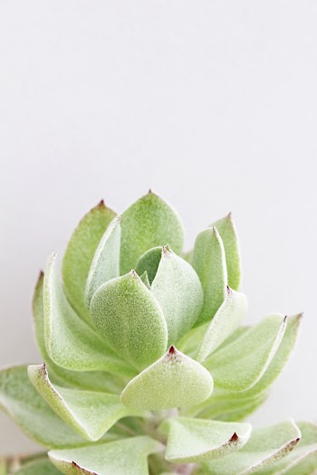 Green Leafed Plant