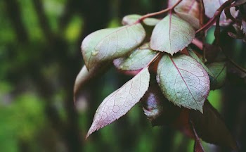 Green-leafed Plant