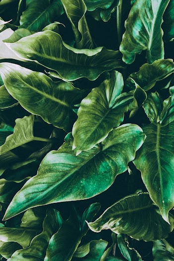 Green-leafed Plant